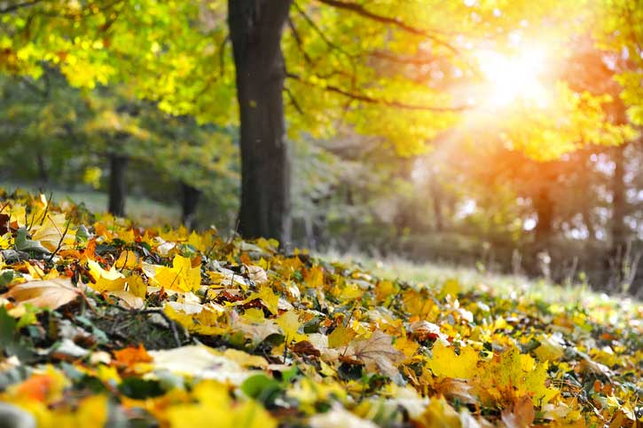 Maple leaves on the ground in a beautiful Oak Island autumn forest in North Carolina